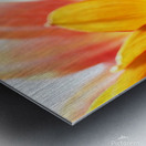 Daisy Petals Metal print