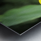 Sunflower Butterfly Metal print