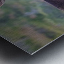 Bull Moose Gaze Metal print