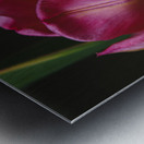 465D0B73 E859 4EFB A8C1 F135AA14F216 Metal print