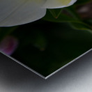 13120CDE 6318 4CF4 8150 C0F030A7166C Metal print