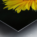 Sunflower Metal print