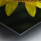 Sunflower pollinator Metal print