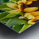 Blue Bee 2 Metal print