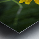 2022 May 29 BlackeyedSusan02 Metal print