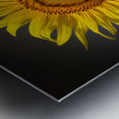  SUNFLOWER  Metal print