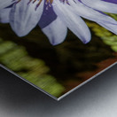 Water Lilies Metal print