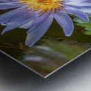 Water Lilies Metal print