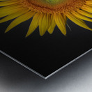   Sunflower  Metal print