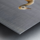 Baby Sandhill Crane Colts Metal print