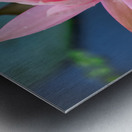   Water Lilies Metal print