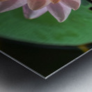   Water Lilies Metal print