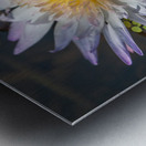   Water Lilies Metal print