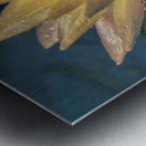 Water Lilies Metal print