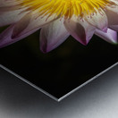    Water Lilies  Metal print