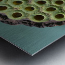 Fabulous Seed Pod of the Lotus Flower Metal print