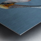 Roseate Spoonbill Metal print