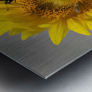 Sunflower & Butterfly Metal print