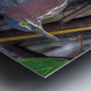 Green Heron  Metal print