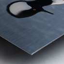 Hooded Merganser  Metal print