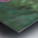 Roseate Spoonbill  Metal print