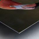 Pink Flamingo Metal print