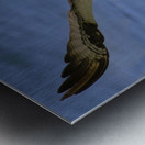 Osprey & Pompano Metal print