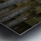 Cypress Forest Florida  Metal print