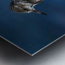 Sanderling Resting  Metal print