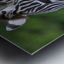 ZEBRA Metal print