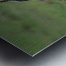  ANTILOPE Metal print