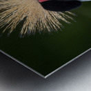  AFRICAN  CROWNED CRANE Metal print