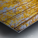 Aspen Path Metal print