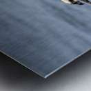 Osprey & Pompano Metal print