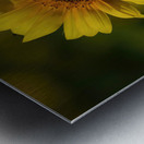  Sunflowers   MORNING SUNSHINE Metal print