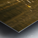 White and Gray Swans Metal print