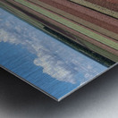 Caladium fields LakePlacid FL Metal print