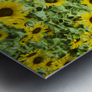 2022 July 15 Sunflower03 Metal print