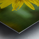 2022 July 15 Sunflower01 Metal print
