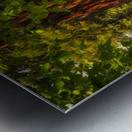 Towering Giant Sequoia Tree  Mariposa Groves Metal print