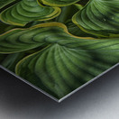 large plant leaves Metal print