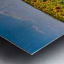 Sunflower Field Impression metal