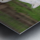 Feathered Ducks Metal print