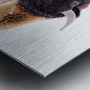 DSC04079 2 Metal print