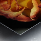 Fiery Rose Metal print