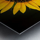 My First Sunflower Metal print