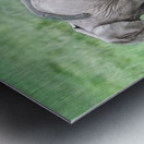 Baby Elephants Hugging  Metal print