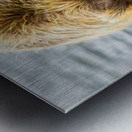 Lake Clark Bear Digging for Clams Reflection Metal print