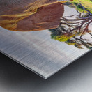 Elephant Kilomangero Metal print