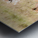 Kenya Lion Family Snuggling Metal print